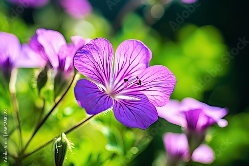 Geranium wilfordii flower. photo