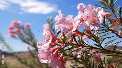 Blooming desert willow against blue sky in closeup photo