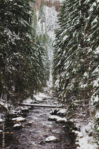 Mountain stream among the snowy pine trees
