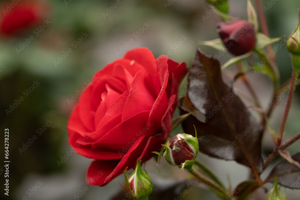 Red rose on a bush in garden