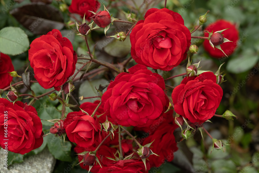Red roses on a bush in garden