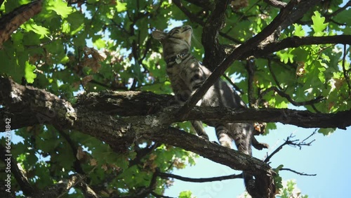 Curious dark tabby cat sharpens claws on oak tree branch and flicks tail