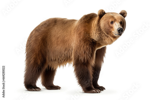Brown bear on a white background
