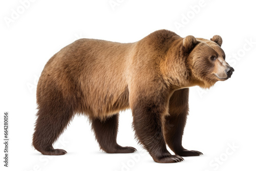 Brown bear on a white background © Venka
