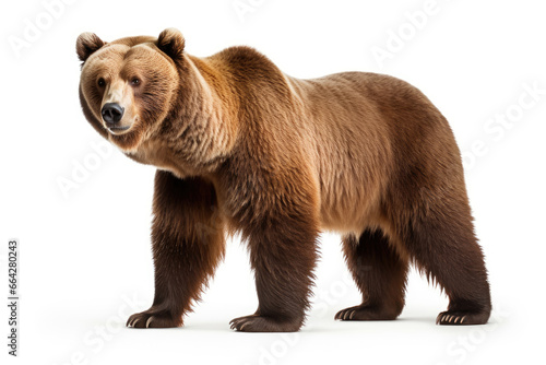 Brown bear on a white background © Veniamin Kraskov