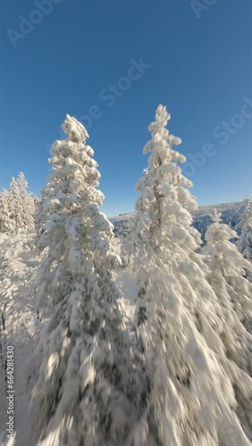 Wallpaper Mural Cinematic FPV drone flight close to the snow-covered trees in a winter forest on a sunny day. Torontodigital.ca