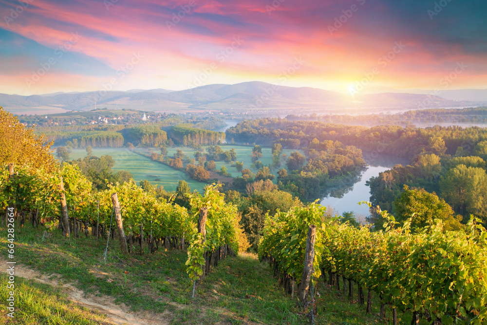 Bolgheri and Castagneto vineyards sunrise backlight in the morning. Maremma Tuscany, Italy, Europe. High quality photo