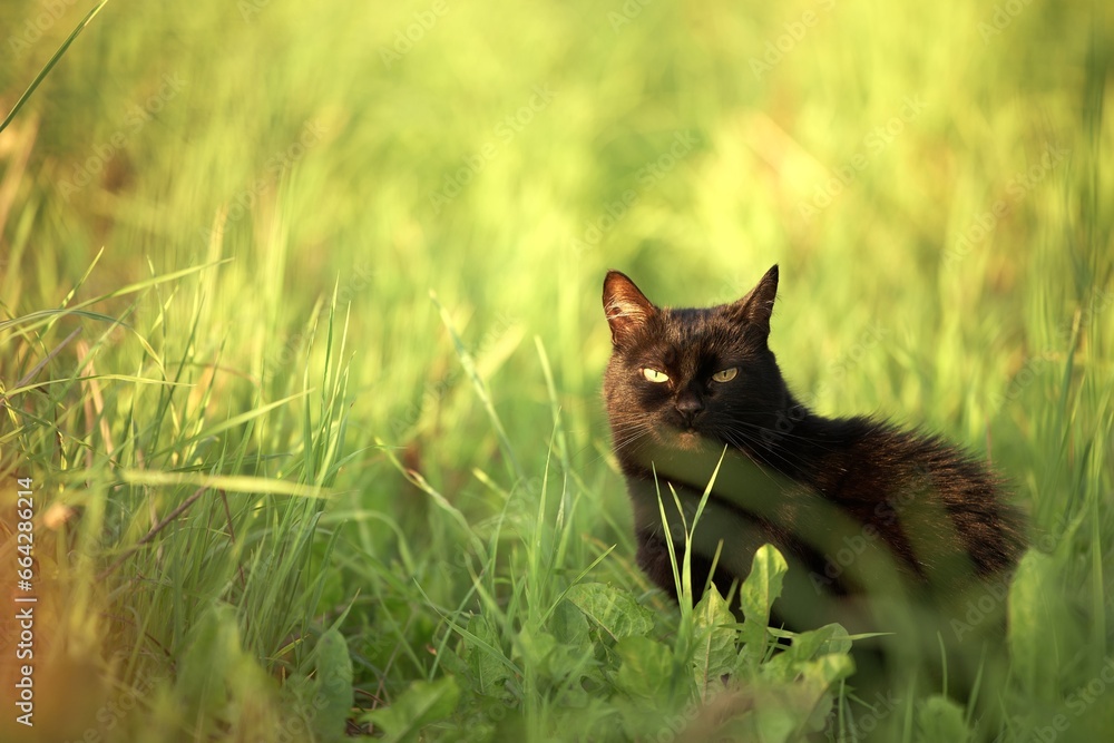 Cat in the grass field. Beautiful  cat portrait with yellow eyes in nature. Domestic cat walking in the grass outdoors.