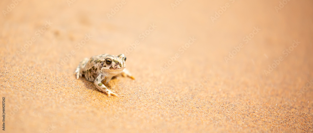 The frog sits on the sand on the shore of the lake. Beautiful wildlife landscape with place for text. The concept of protecting wildlife and ecology. The frog sits on the sand on the shore of the lake. Beautiful wildlife landscape with place for text. The concept of protecting wildlife and ecology.