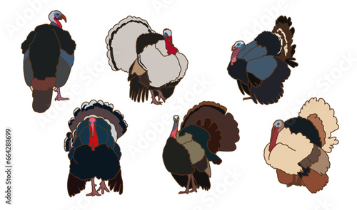 Colorful Turkey Illustrations - Collection 3