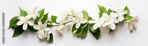 Jasmine flowers on white surface. © AbulKalam