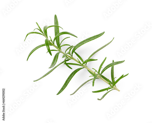 Sprig of fresh rosemary isolated on white  top view