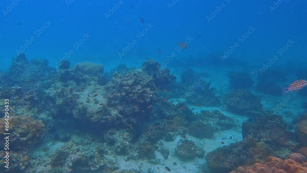 Snorkling snorkel in Phi Phi Island Corel reef teaming with reef fish of various colours. Phuket Thailand teaming with reef fish of various colours. vibrant and colourful Corel reef Snorkling snorkel in Phi Phi Island Corel reef teaming with reef fish of various colours. Phuket Thailand teaming with reef fish of various colours. vibrant and colourful Corel reef