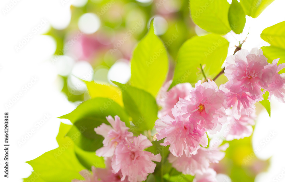 Sakura. Cherry blossom, branches with flowers sway in the wind. Pink flowers of the sakura tree. Spring landscape with flowering trees. Beautiful nature on a sunny day. Sakura. Cherry blossom, branches with flowers sway in the wind. Pink flowers of the sakura tree. Spring landscape with flowering trees. Beautiful nature on a sunny day.