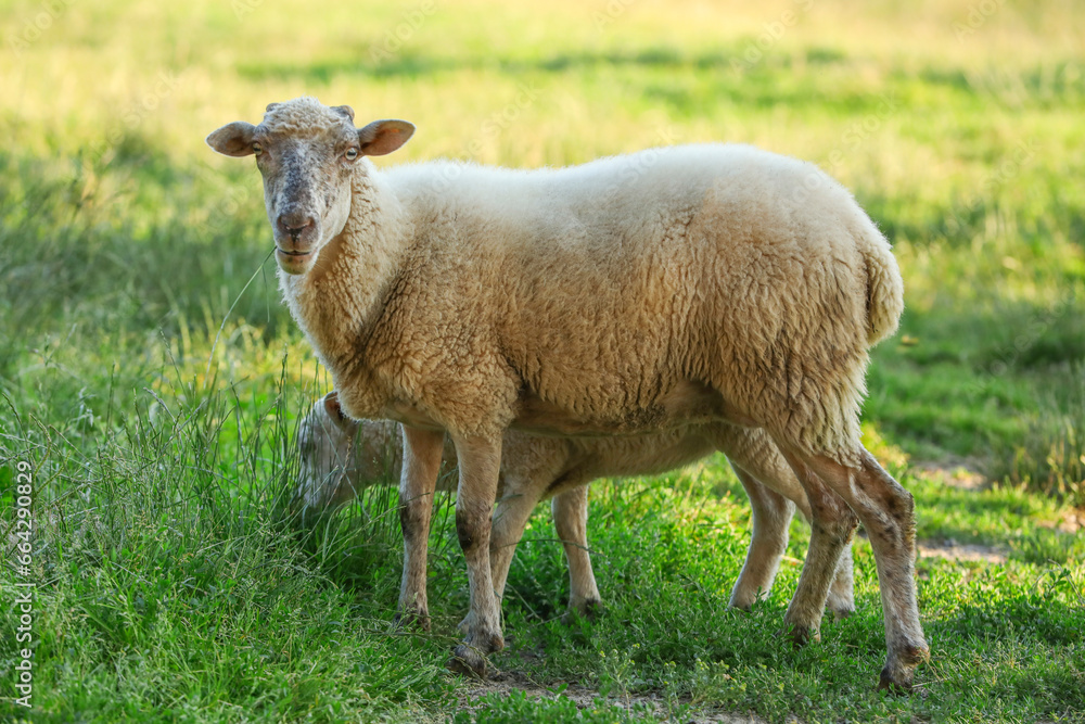 Beautiful sheep and lamb on green pasture. Farm animal Beautiful sheep and lamb on green pasture. Farm animal