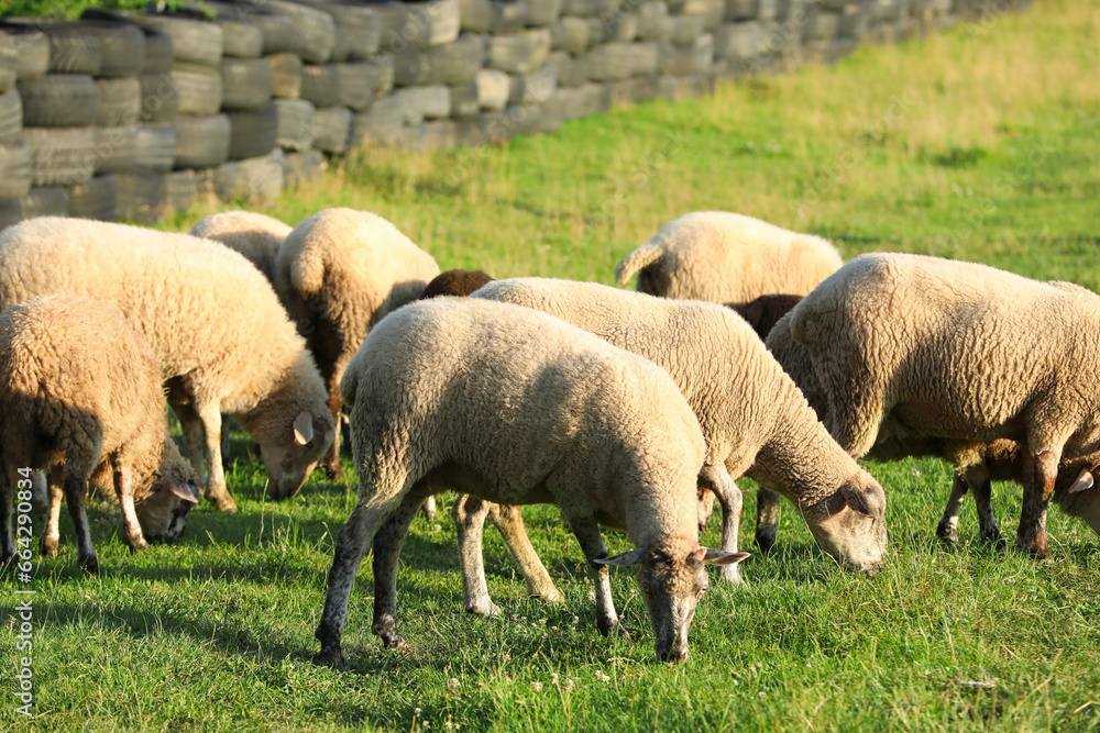 Many beautiful sheep grazing on pasture. Farm animal Many beautiful sheep grazing on pasture. Farm animal
