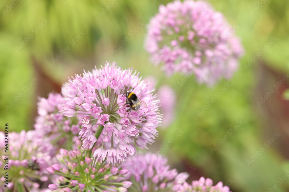 Honeybee collecting pollen from beautiful flower outdoors, closeup. Space for text Honeybee collecting pollen from beautiful flower outdoors, closeup. Space for text