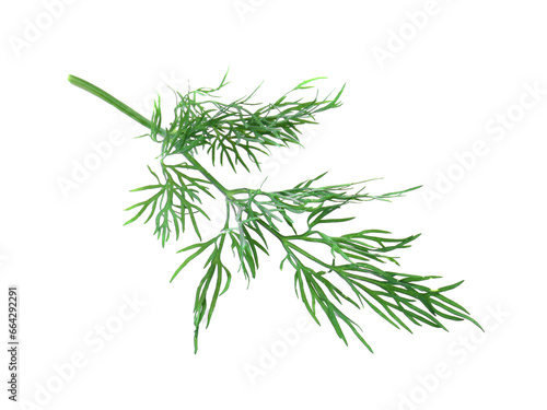 One sprig of fresh dill isolated on white