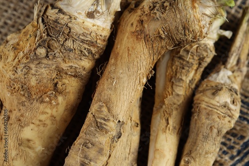 Fresh horseradish roots on table, closeup view