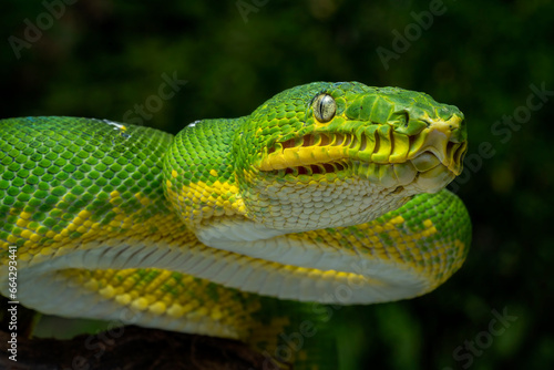 The Emerald Tree Boa (Corallus caninus) is a boa species found in the rainforests of South America.