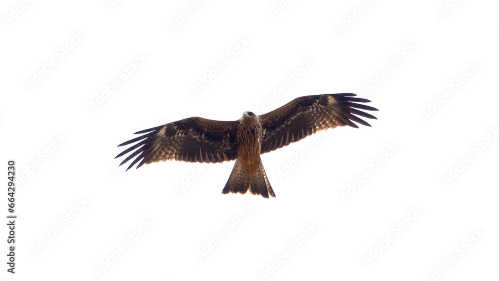 Fototapeta premium Eagle in flight on a white background. Golden eagle in free flight.