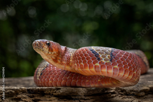 Oligodon albocinctus, also known as the Light-barred Kukri Snake, is a species of colubrid snake endemic to Asia.