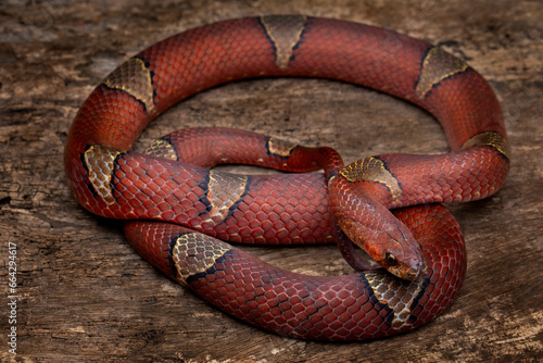 Oligodon albocinctus, also known as the Light-barred Kukri Snake, is a species of colubrid snake endemic to Asia. photo