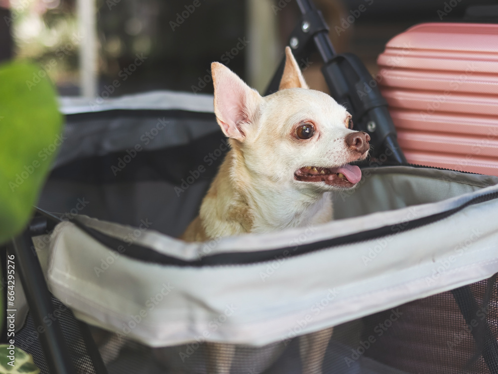 brown short hair chihuahua dog sitting in pet stroller with pink suitcase in the garden. Smiling happily. happy vacation and travelling with pet concept