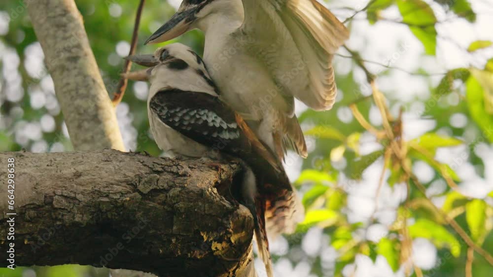 A pair of kookaburra mating in slow motion A pair of kookaburra mating in slow motion