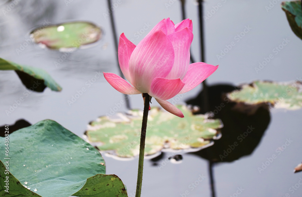 Gorgeous Sacred Lotus Blooming in the Pond Gorgeous Sacred Lotus Blooming in the Pond