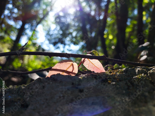 Two leaves with sunlight on a rock in the forest, symbolizing hope for the future. photo