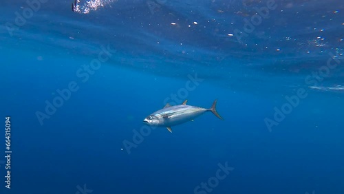 Wallpaper Mural underwater view of a fish getting gaffed Torontodigital.ca