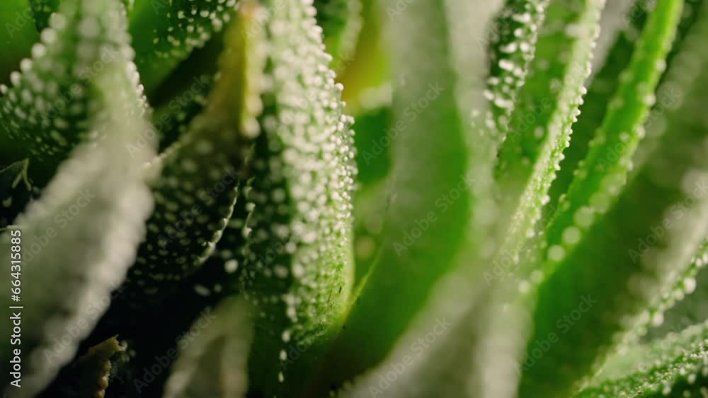 Macro view of decorative Haworthia succulent plant, dynamic spin, versatile backdrop Macro view of decorative Haworthia succulent plant, dynamic spin, versatile backdrop