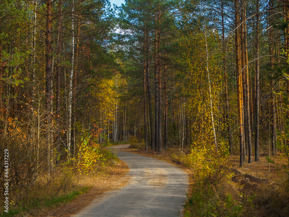 Naklejka premium A asphalt road in gold autumn forest in warm sunny day, magic nature.