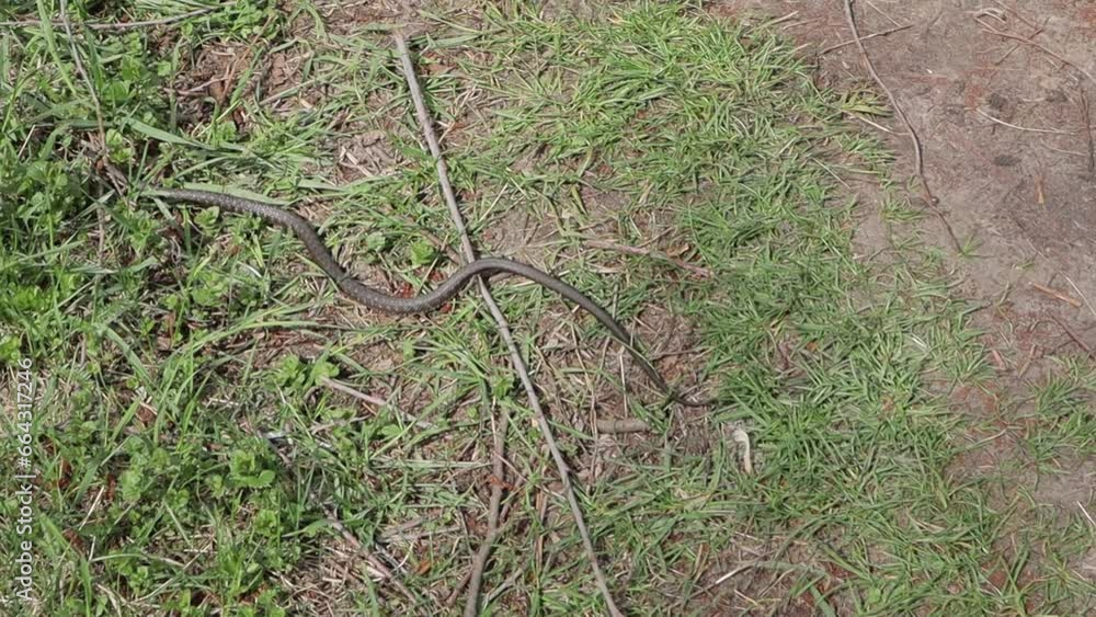 the snake crawls on the ground and quickly hides in the grass the snake crawls on the ground and quickly hides in the grass