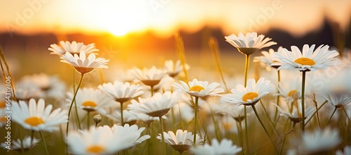 The landscape of white daisy blooms in a field with the focus. © FurkanAli