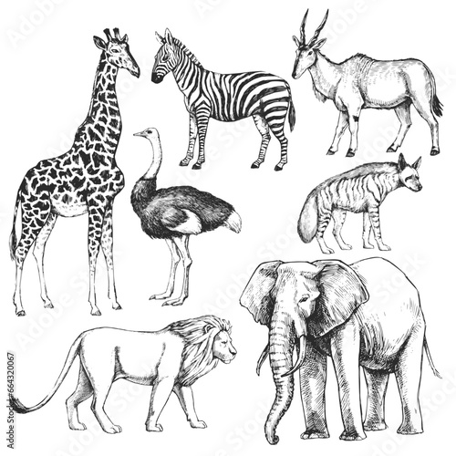 Vector hand-drawn set of animals of the Africa in the style of engraving. A collection of biological sketches, isolated on white.