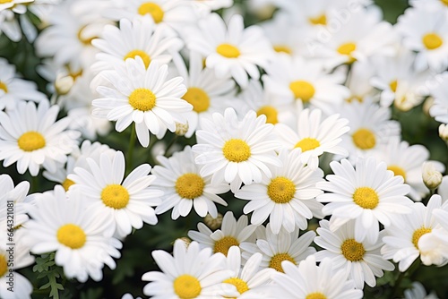 White daisy flowers. © FurkanAli