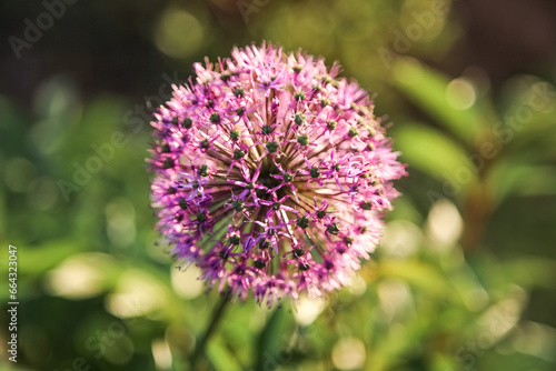 Beautiful allium flower in spring