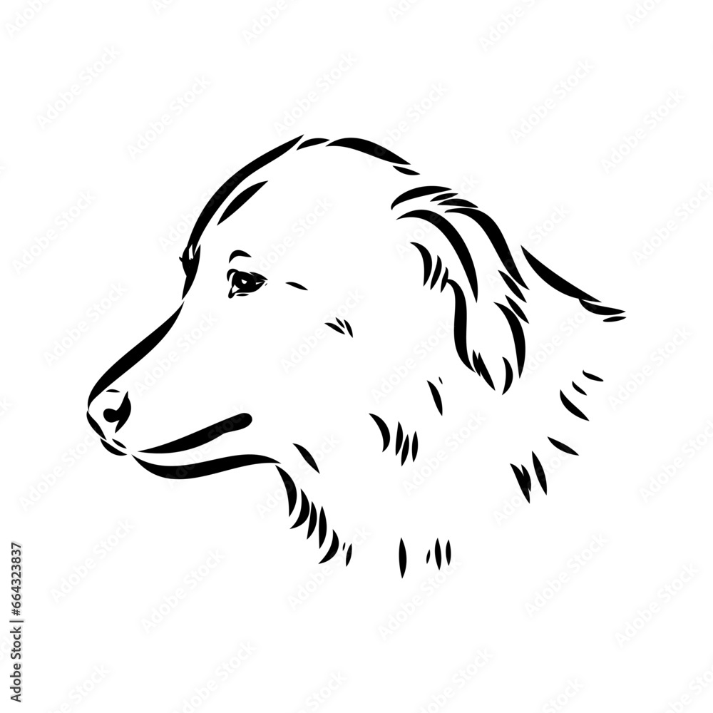 Fototapeta premium aidi dog, vector sketch outline pencil drawing artwork, black character on white background
