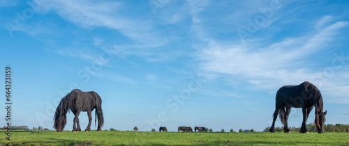 Fototapeta Naklejka Na Ścianę i Meble -  black horses graze in green grassy meadow under blue sky in holland