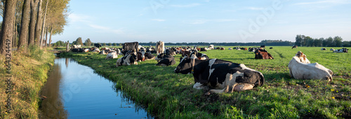 large herd of cows reclines in meadow near ditch under blue sky in the netherlands photo