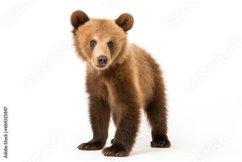 Baby brown bear on a white background