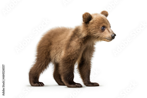 Baby brown bear on a white background © Veniamin Kraskov