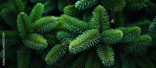 Christmas tree branches on a natural background.