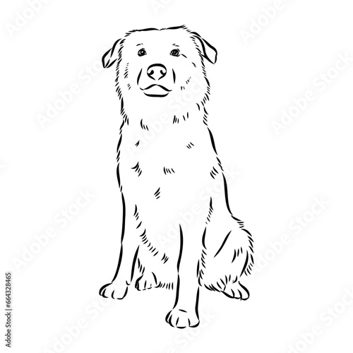 aidi dog  vector sketch outline pencil drawing artwork  black character on white background