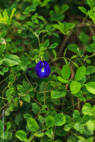 A branch of beautiful blue Butterfly pea blooming on green leaves of climber, known as bluebell vine or Asian pigeon wings in a sunny day