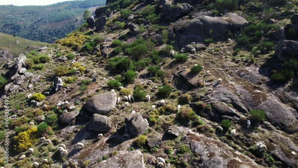 Sheeps in the Mountains Aerial View Sheeps in the Mountains Aerial View