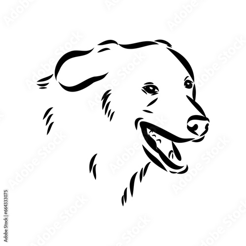 aidi dog  vector sketch outline pencil drawing artwork  black character on white background