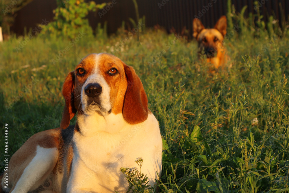 A Estonian hound dog lies with German Shepherd on the green grass at the sunset. Dogs lies on the green grass. Tired dogs A Estonian hound dog lies with German Shepherd on the green grass at the sunset. Dogs lies on the green grass. Tired dogs